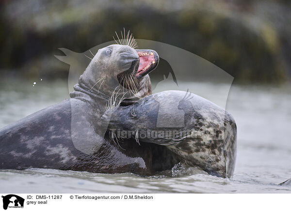Kegelrobbe / grey seal / DMS-11287