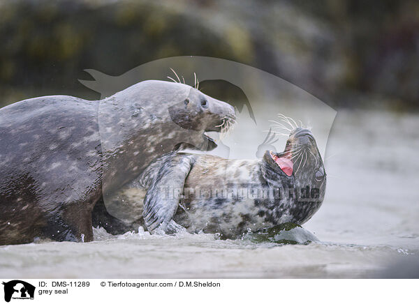 Kegelrobbe / grey seal / DMS-11289