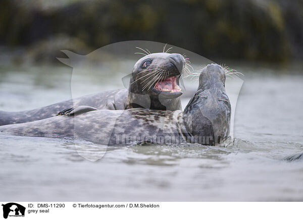 Kegelrobbe / grey seal / DMS-11290