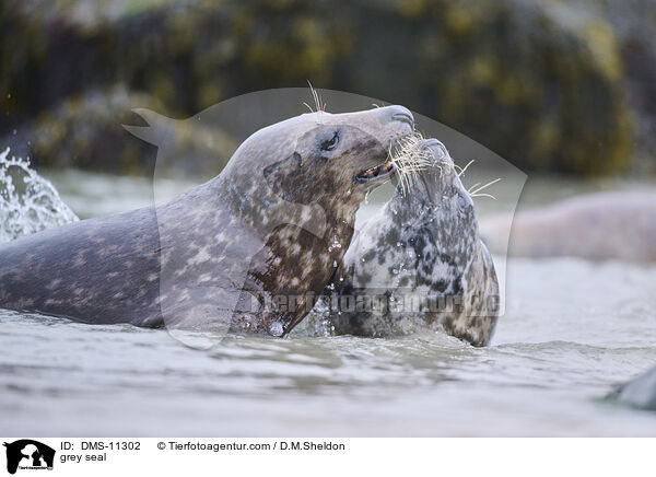 Kegelrobbe / grey seal / DMS-11302