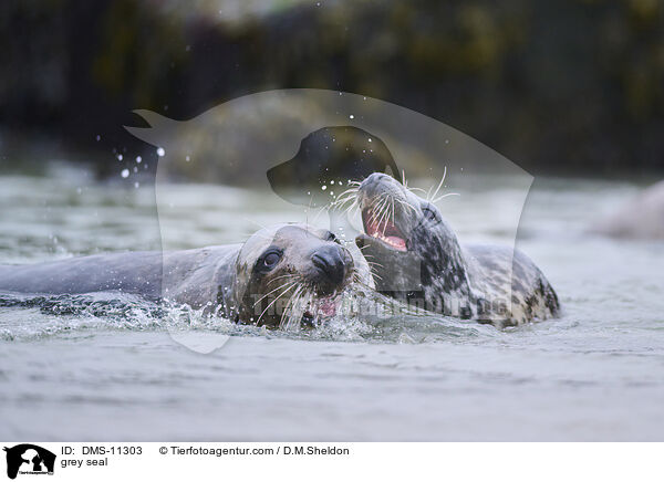 Kegelrobbe / grey seal / DMS-11303