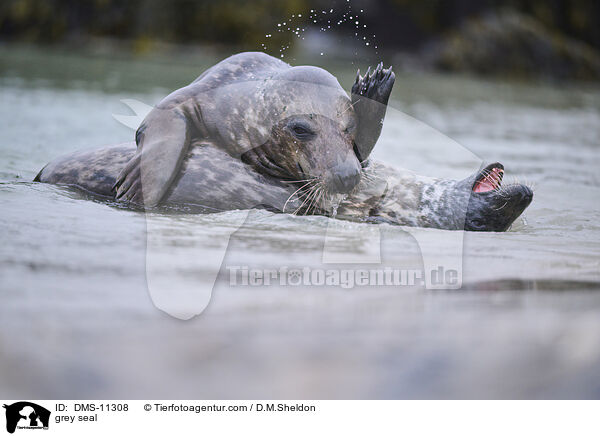 Kegelrobbe / grey seal / DMS-11308