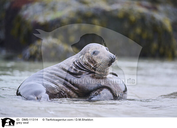 Kegelrobbe / grey seal / DMS-11314