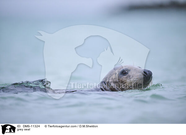 Kegelrobbe / grey seal / DMS-11324