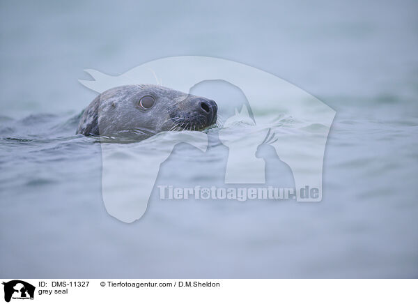 Kegelrobbe / grey seal / DMS-11327