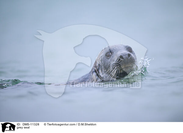 Kegelrobbe / grey seal / DMS-11328