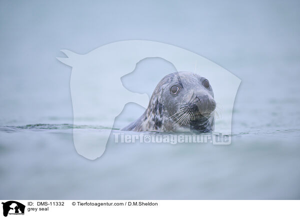 Kegelrobbe / grey seal / DMS-11332