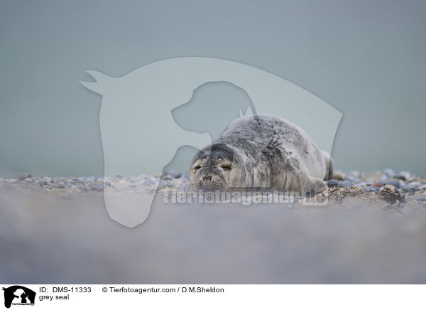 Kegelrobbe / grey seal / DMS-11333