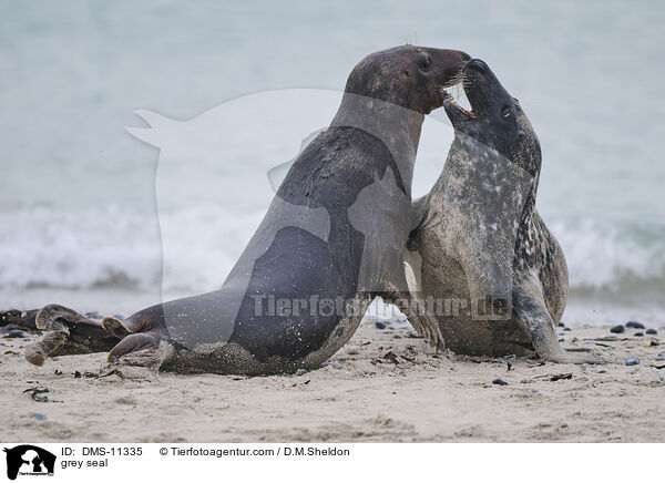Kegelrobbe / grey seal / DMS-11335