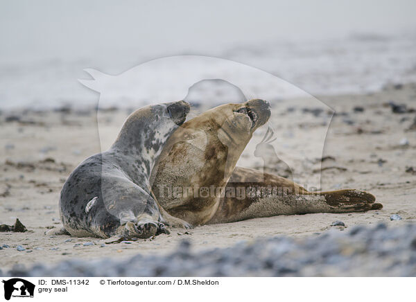 Kegelrobbe / grey seal / DMS-11342