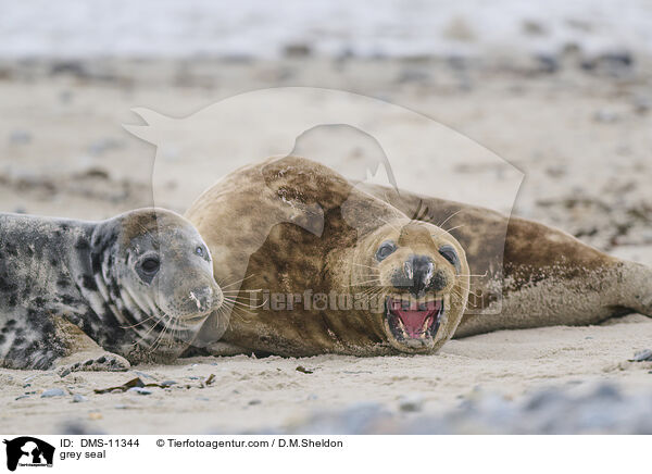 Kegelrobbe / grey seal / DMS-11344