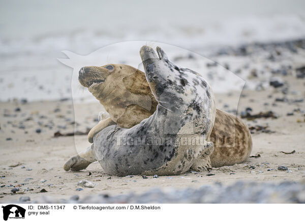 Kegelrobbe / grey seal / DMS-11347