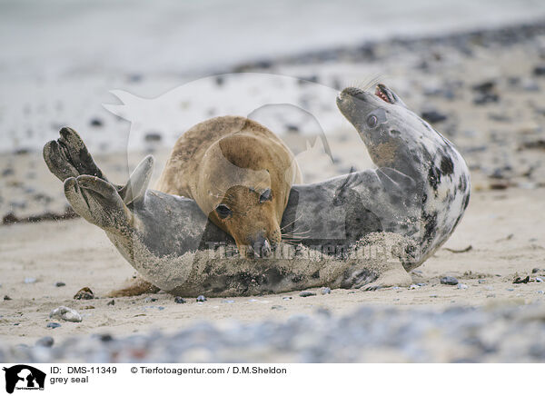 Kegelrobbe / grey seal / DMS-11349