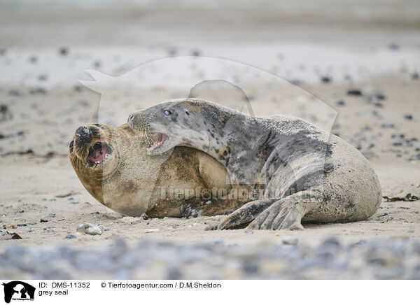 Kegelrobbe / grey seal / DMS-11352