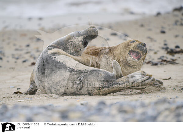 Kegelrobbe / grey seal / DMS-11353