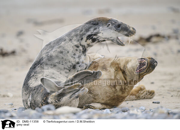 Kegelrobbe / grey seal / DMS-11358