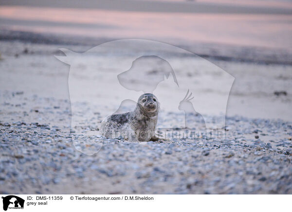 Kegelrobbe / grey seal / DMS-11359