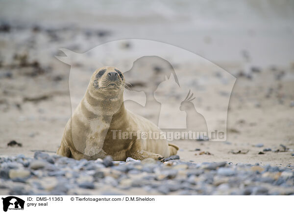 Kegelrobbe / grey seal / DMS-11363