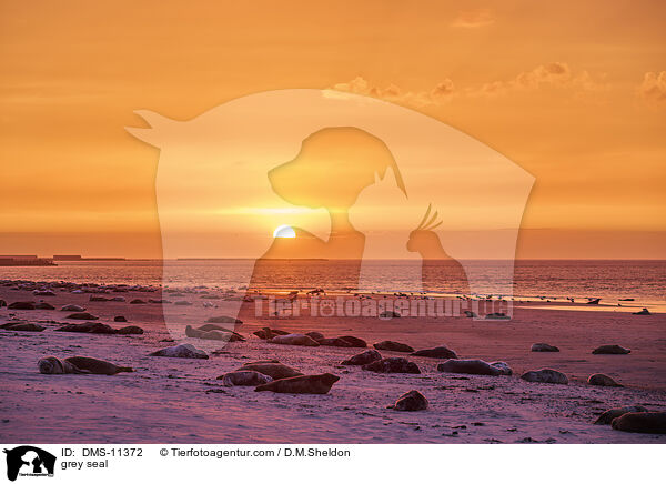 Kegelrobbe / grey seal / DMS-11372