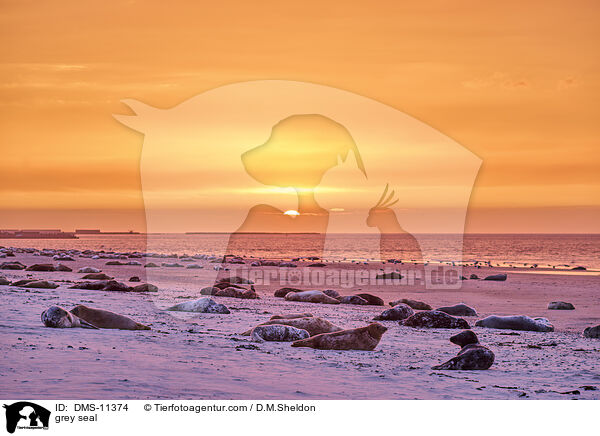 Kegelrobbe / grey seal / DMS-11374