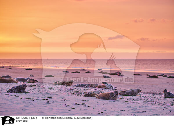 Kegelrobbe / grey seal / DMS-11376