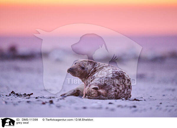 Kegelrobbe / grey seal / DMS-11398