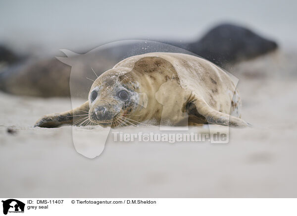 Kegelrobbe / grey seal / DMS-11407