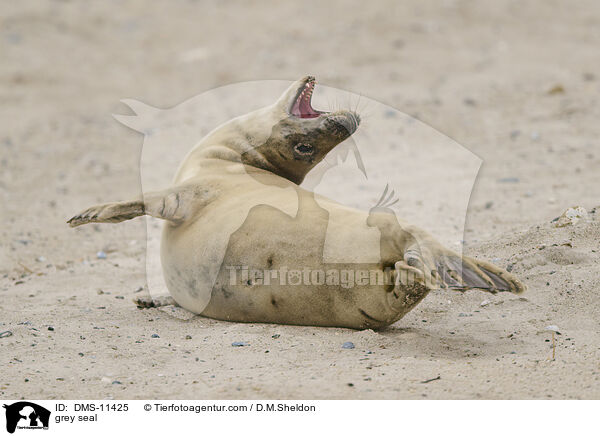 Kegelrobbe / grey seal / DMS-11425
