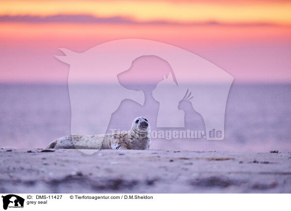 Kegelrobbe / grey seal / DMS-11427