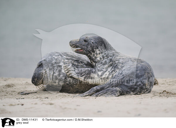 Kegelrobbe / grey seal / DMS-11431