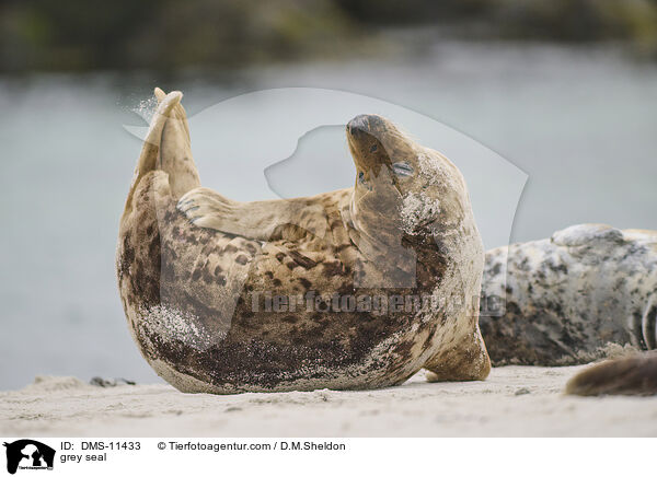 Kegelrobbe / grey seal / DMS-11433