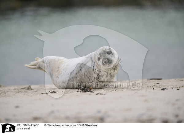 Kegelrobbe / grey seal / DMS-11435