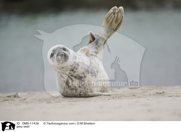 Kegelrobbe / grey seal / DMS-11438
