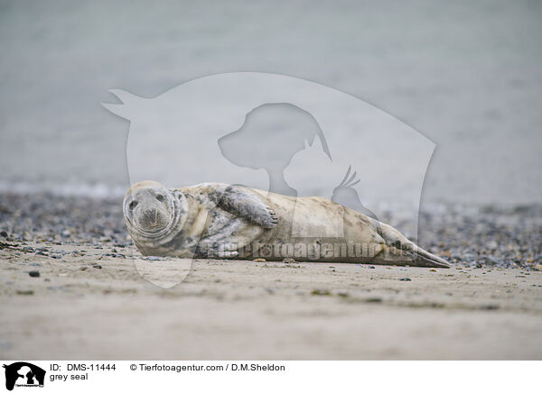 Kegelrobbe / grey seal / DMS-11444