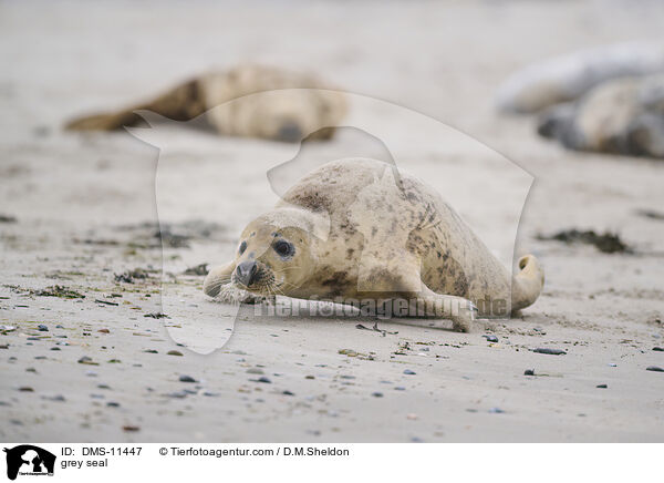 Kegelrobbe / grey seal / DMS-11447