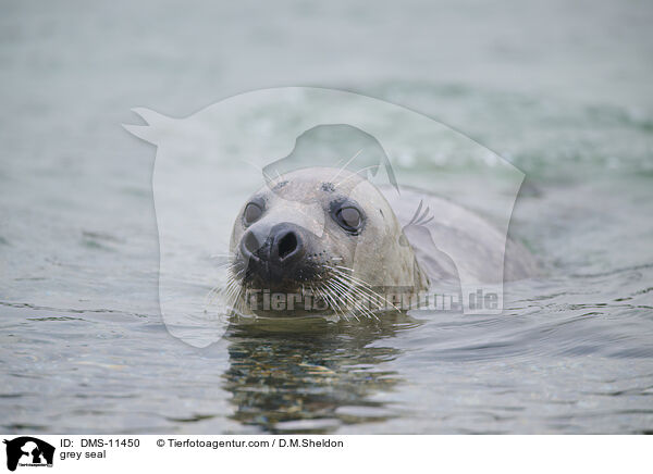 Kegelrobbe / grey seal / DMS-11450