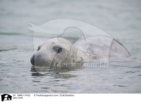 Kegelrobbe / grey seal / DMS-11452