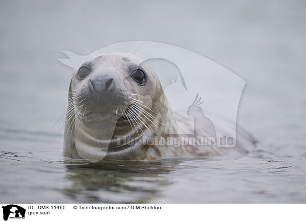 Kegelrobbe / grey seal / DMS-11460