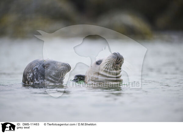 Kegelrobbe / grey seal / DMS-11463