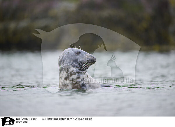 Kegelrobbe / grey seal / DMS-11464