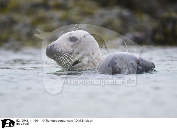 Kegelrobbe / grey seal / DMS-11466