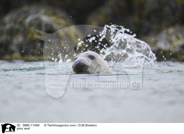 Kegelrobbe / grey seal / DMS-11468