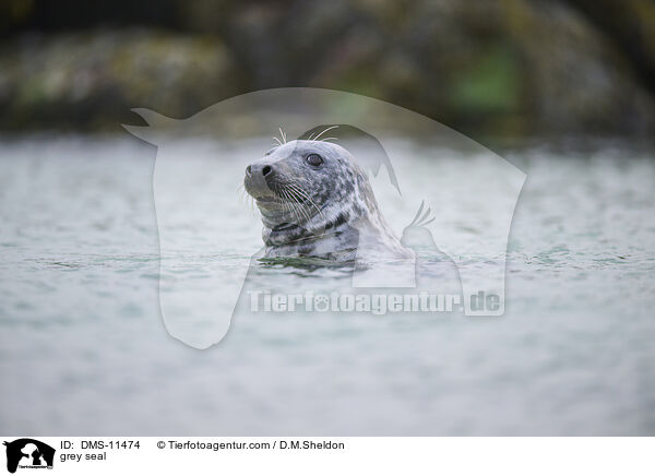 Kegelrobbe / grey seal / DMS-11474