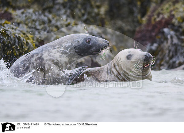 Kegelrobbe / grey seal / DMS-11484