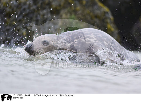 Kegelrobbe / grey seal / DMS-11487