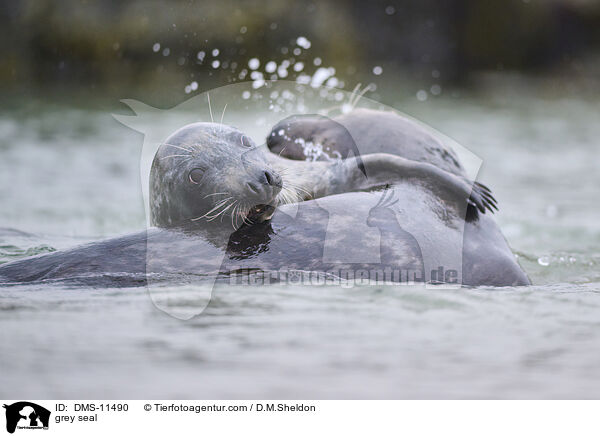 Kegelrobbe / grey seal / DMS-11490