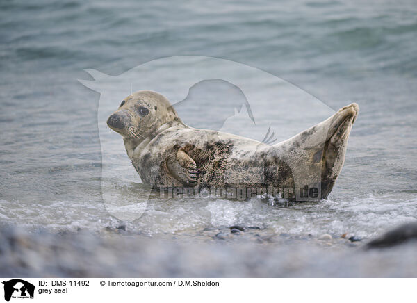Kegelrobbe / grey seal / DMS-11492