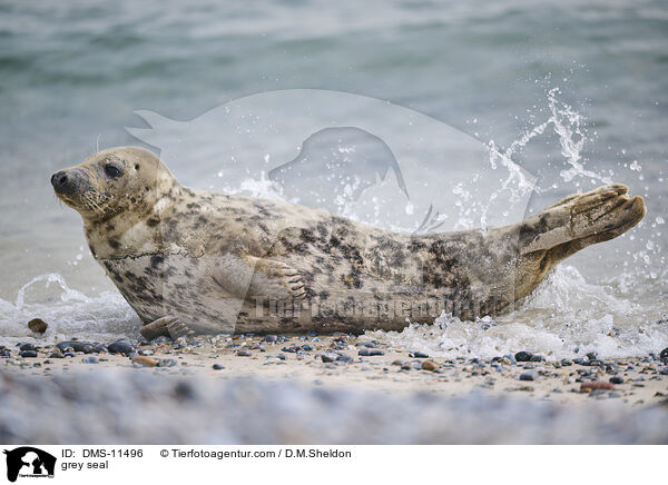 Kegelrobbe / grey seal / DMS-11496