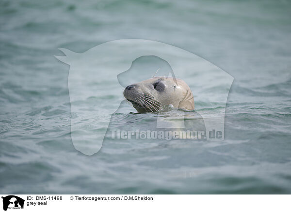 Kegelrobbe / grey seal / DMS-11498