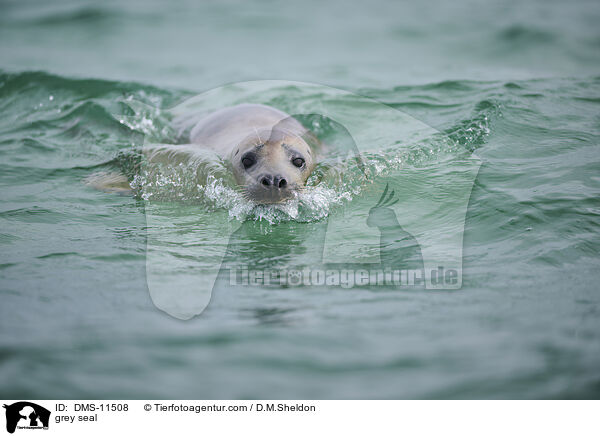 Kegelrobbe / grey seal / DMS-11508